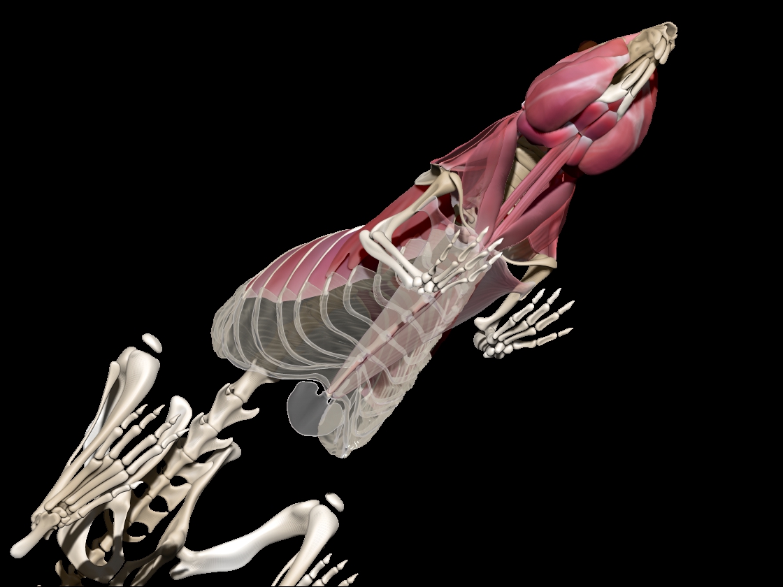 ribvet.jpg
