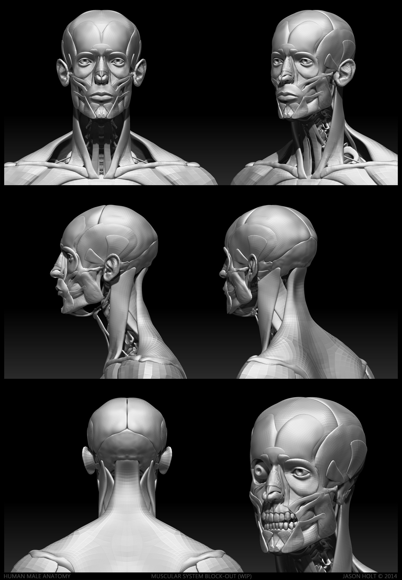 Hum_M_Anat_Jason_Holt_2013_004.jpg