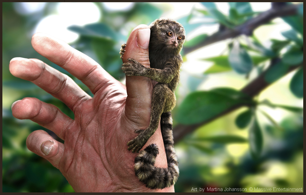 marmoset_4.jpg