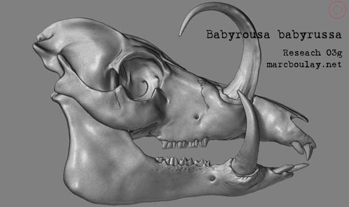 Babyrousa_03g.jpg