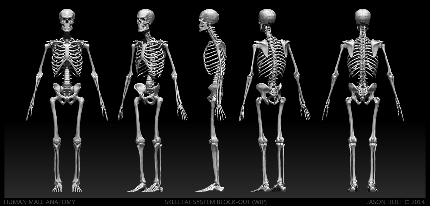 Hum_M_Anat_Jason_Holt_2013_001.jpg
