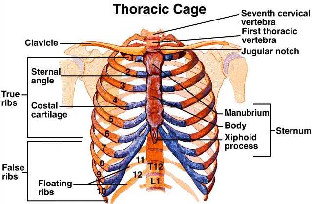 false-rib-5536_3.jpg