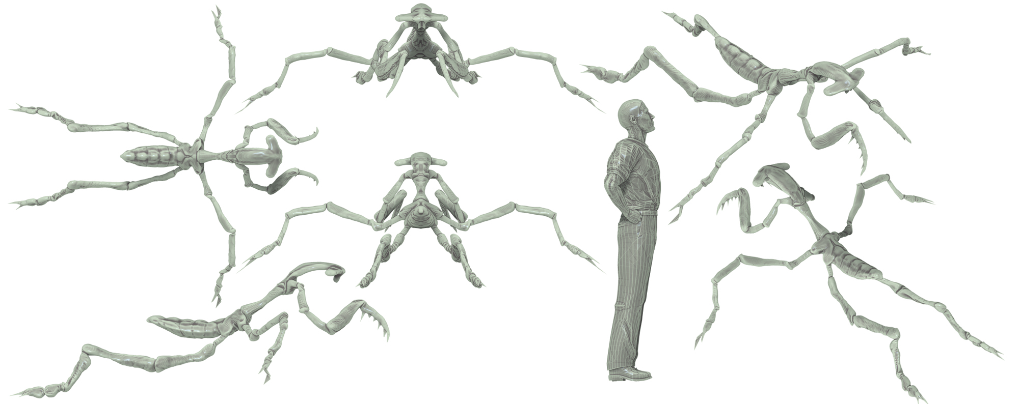 Mantosphyrna 4 s.jpg
