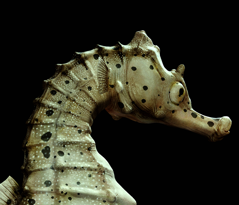 [Rander]-Big-velly-Sea-horse1.jpg