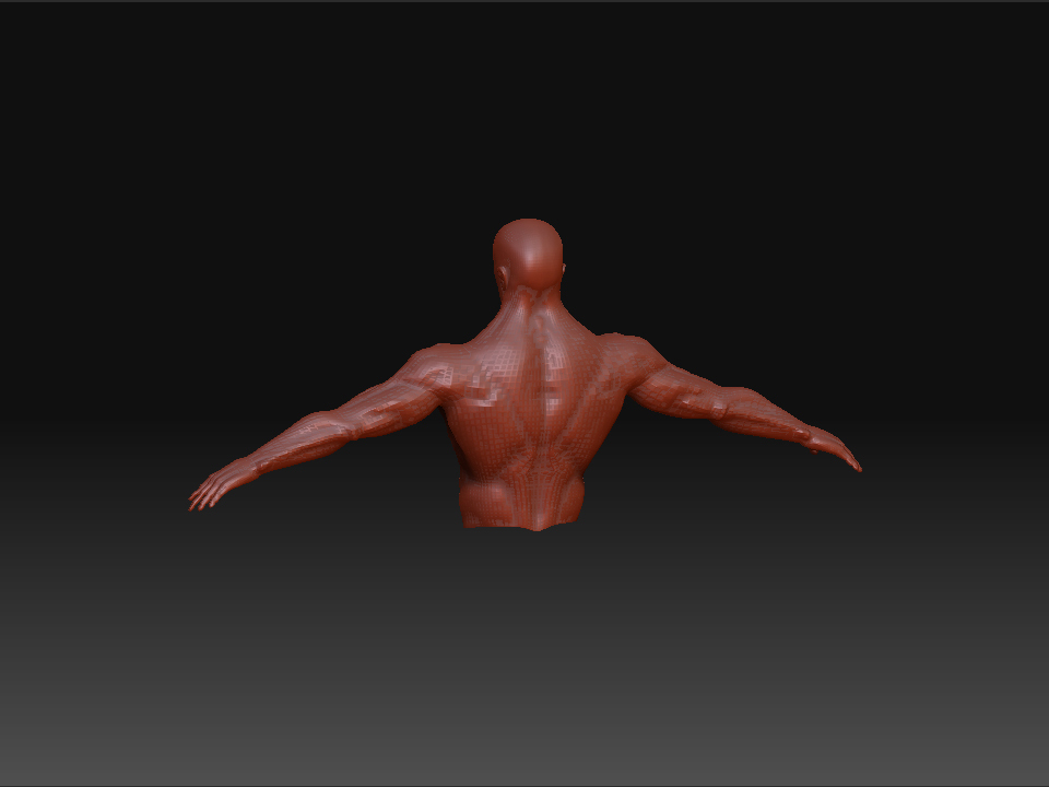 UpperbodyBacklevel2.jpg