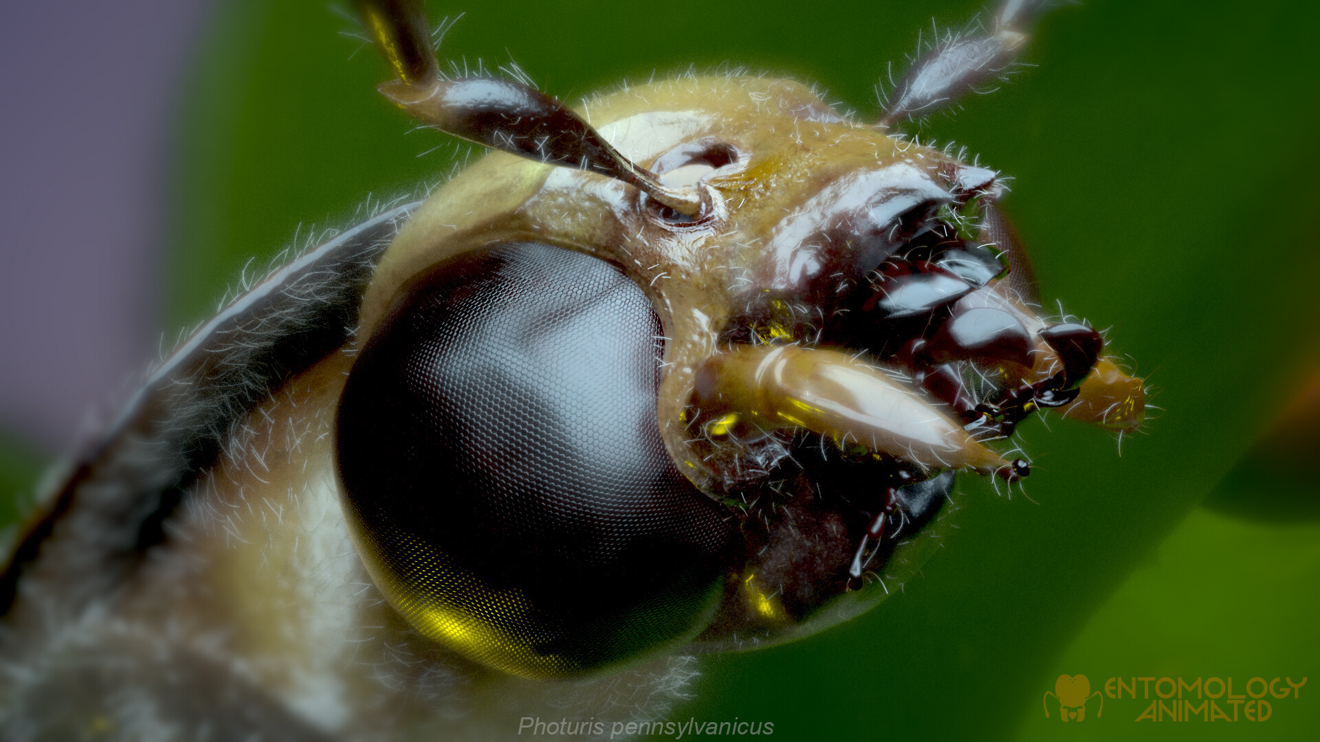 eric-keller-photuris-render03