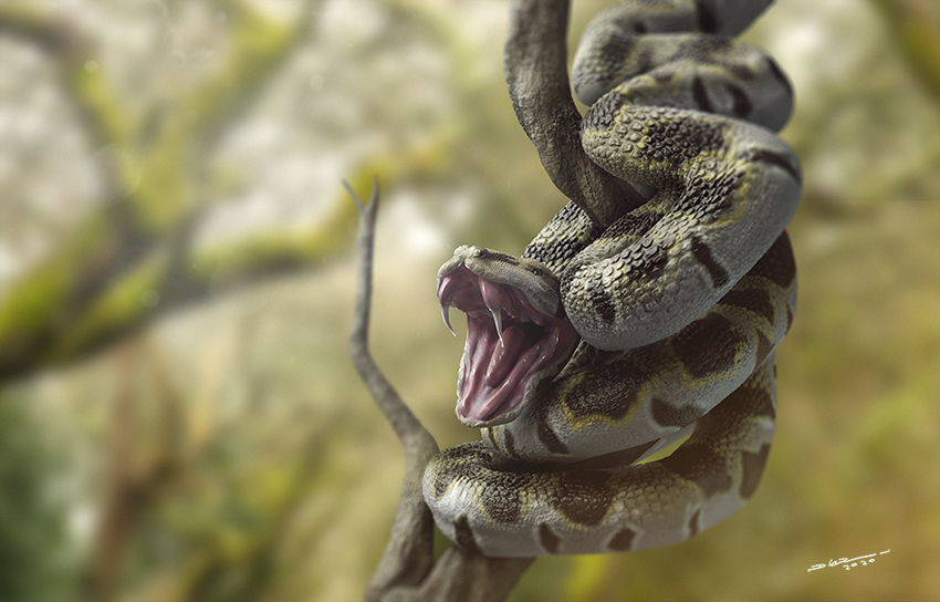 Angry Snake low