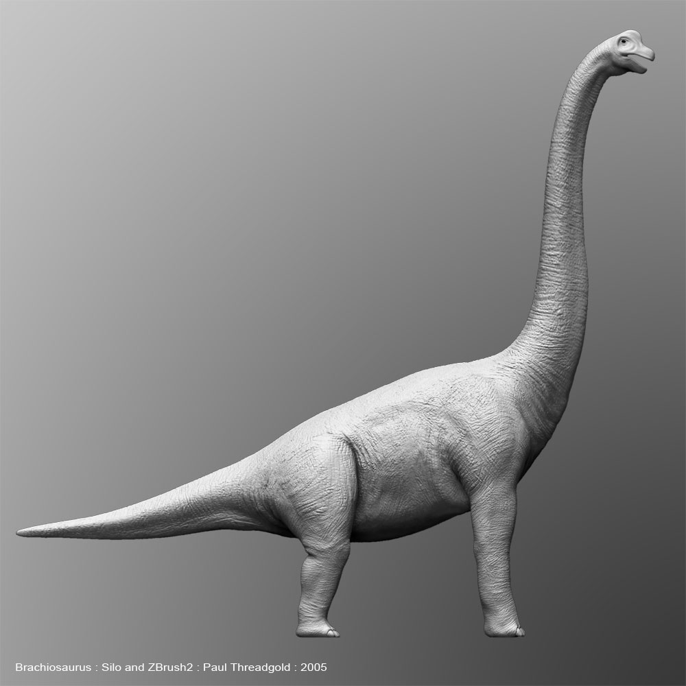 Brach_untextured_side_02.jpg