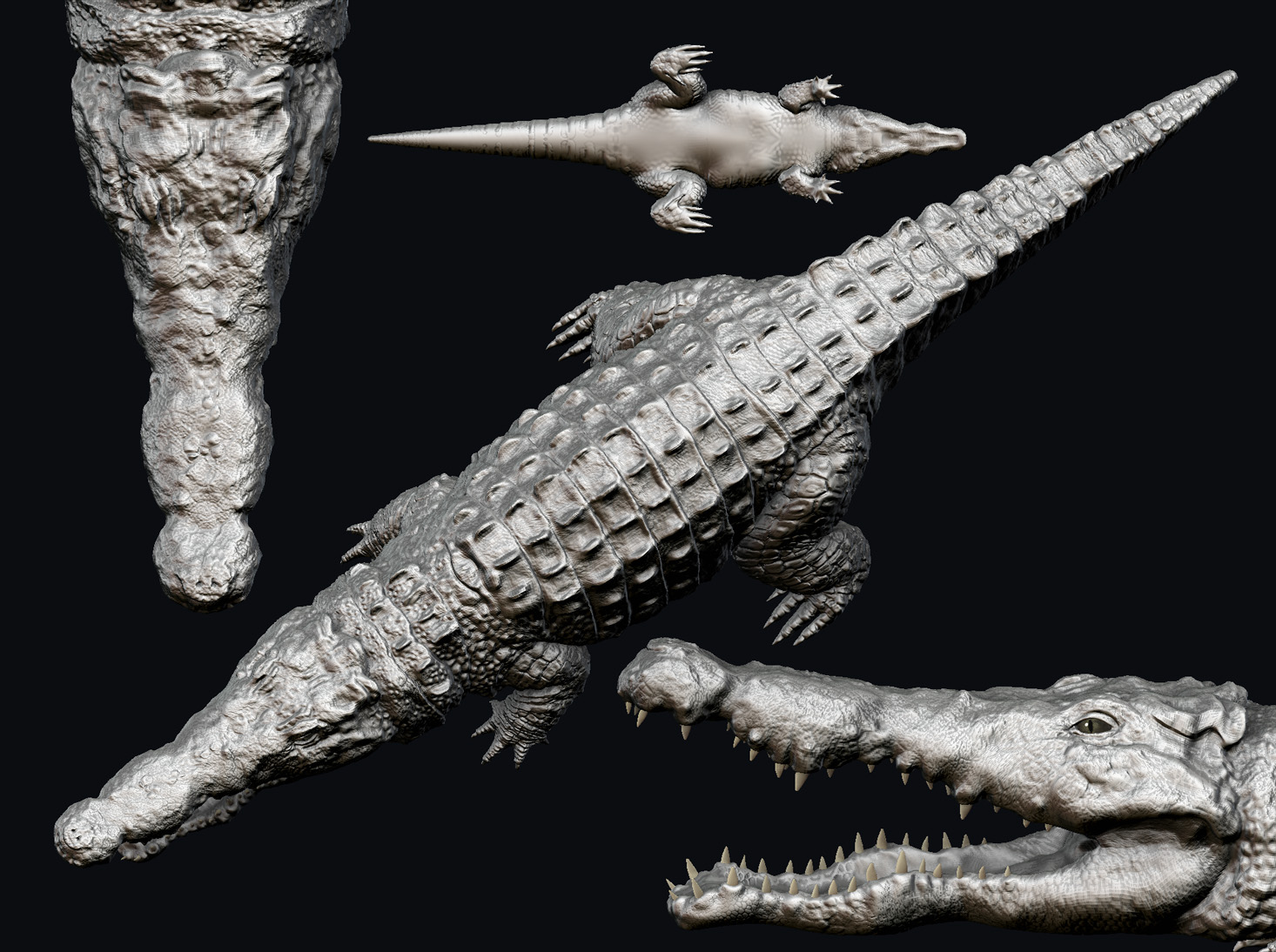 croc.jpg