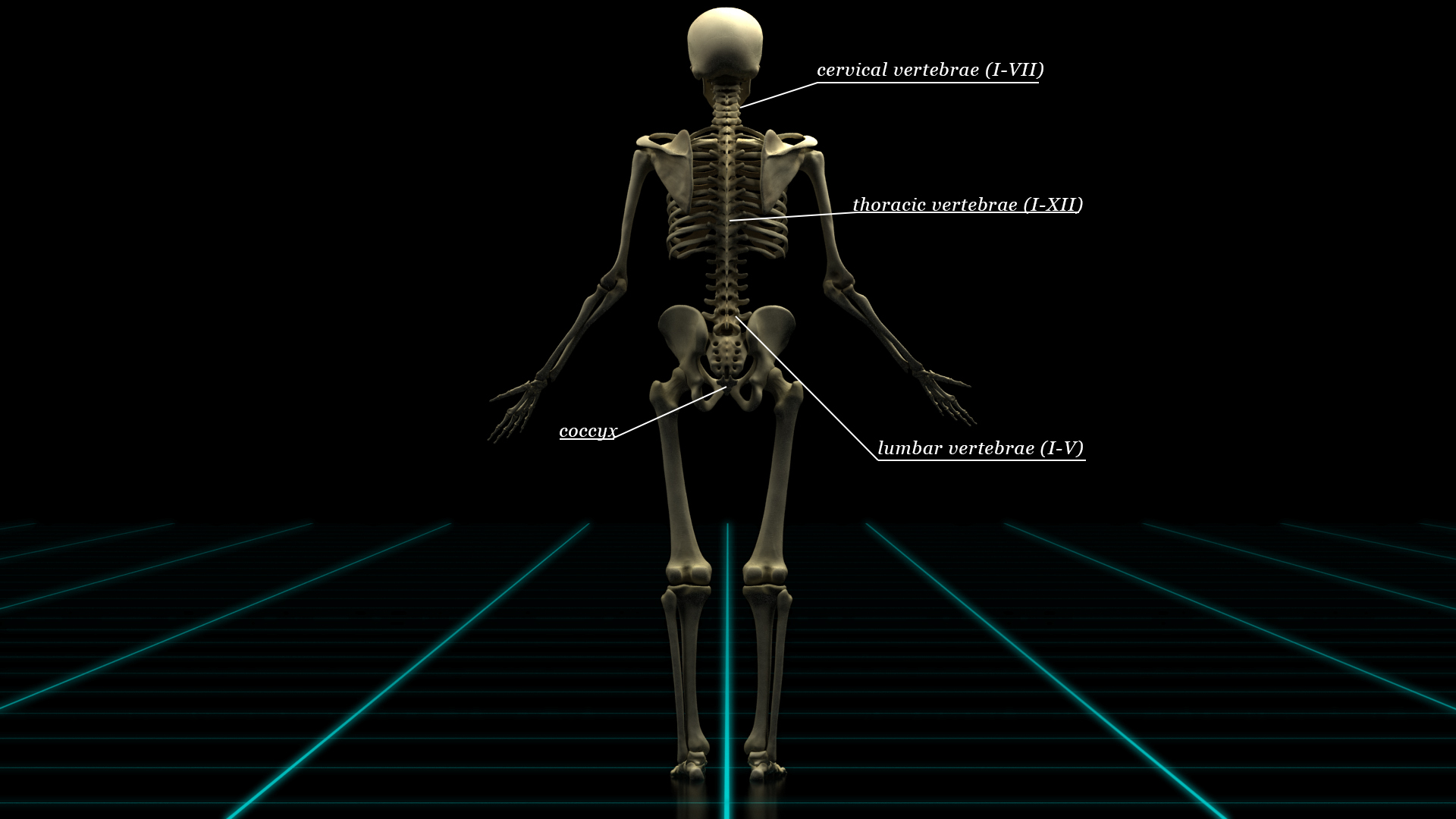 Back(anatomy).jpg