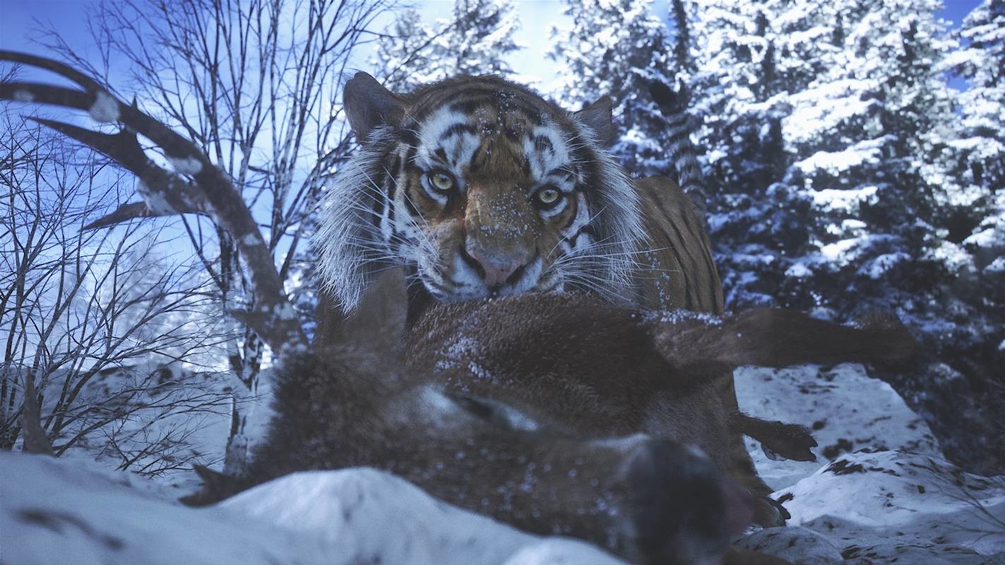 antonio-peres-tiger-17