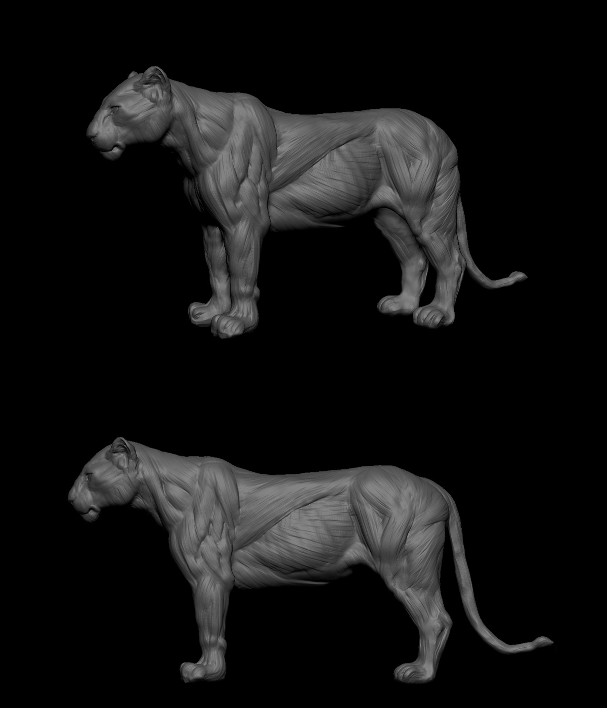 lion_zb_01.jpg