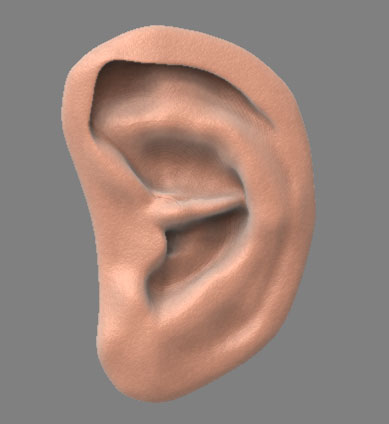 ear.jpg