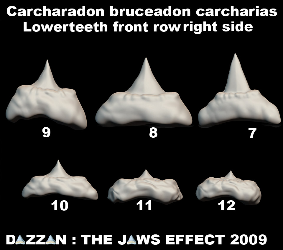 BRUCEUPPERJAWTEETHSET5lo.jpg