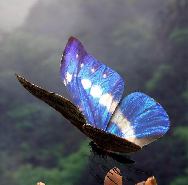 Detbutterfly.jpg
