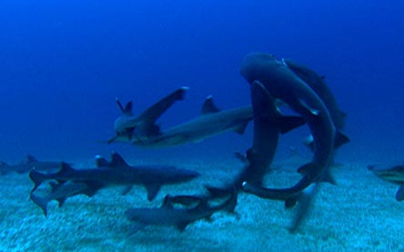 Sharkmountain8.jpg