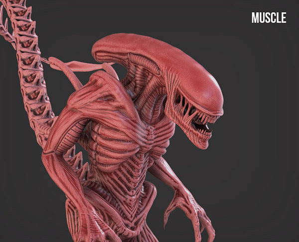 Muscle.jpg