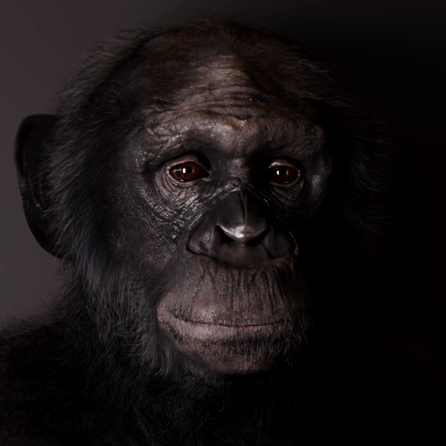 Ape