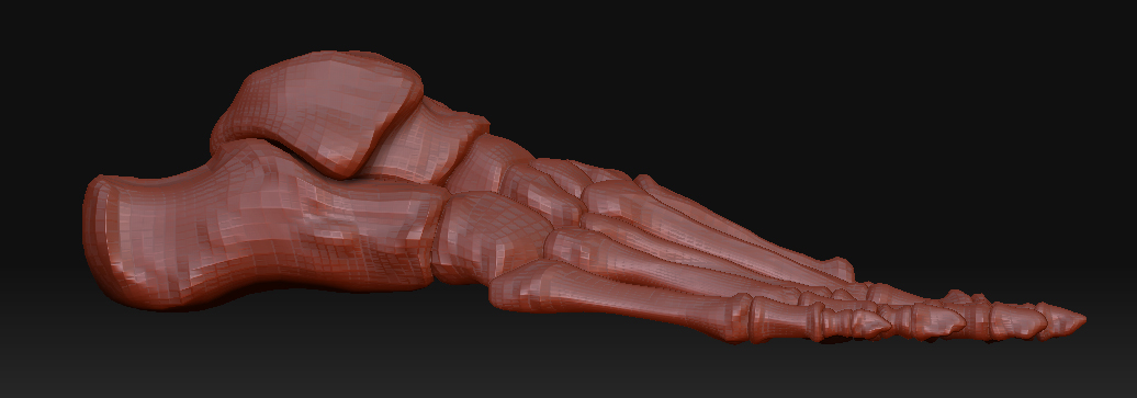 foot_bones_02.jpg