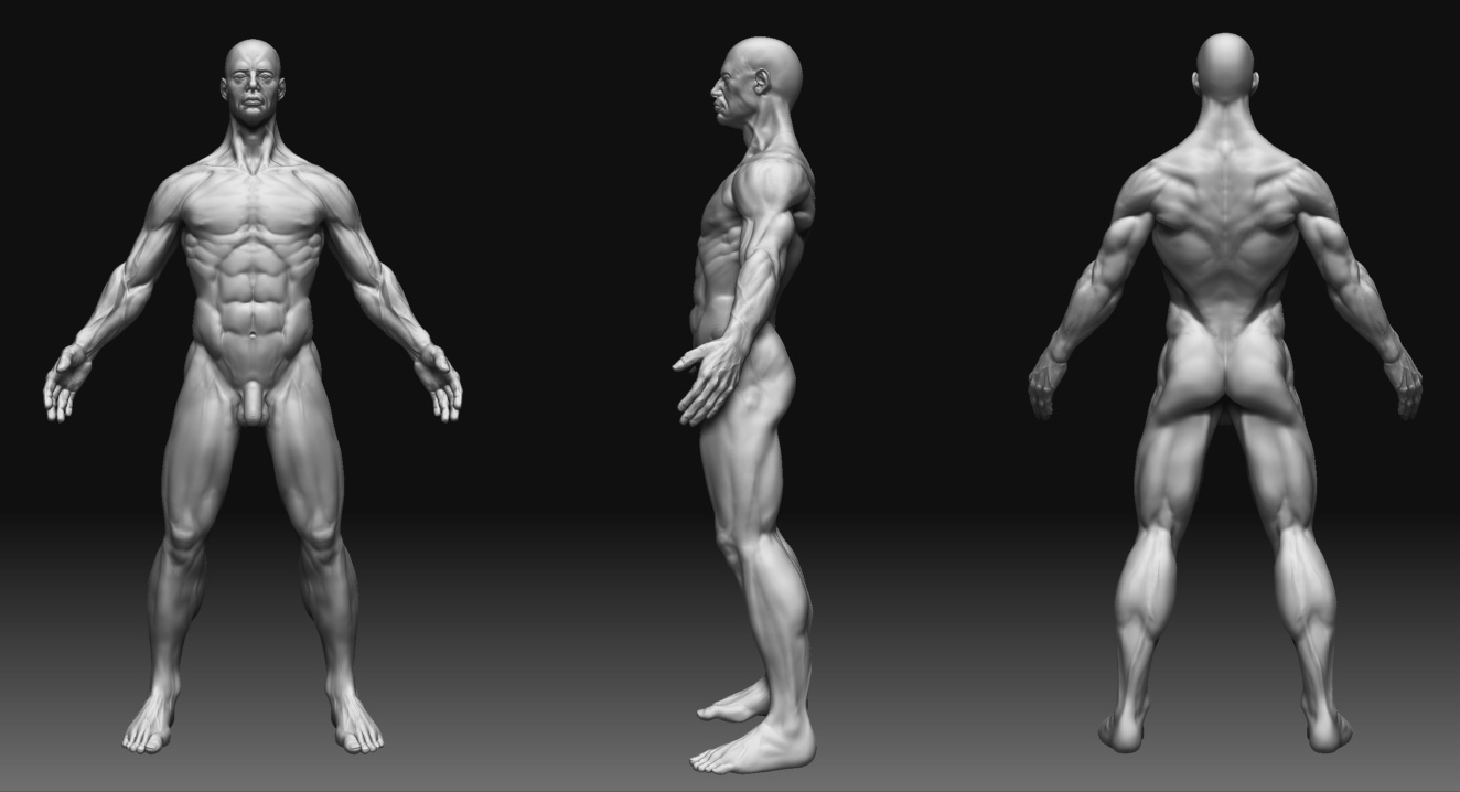 male_anatomy_final.jpg