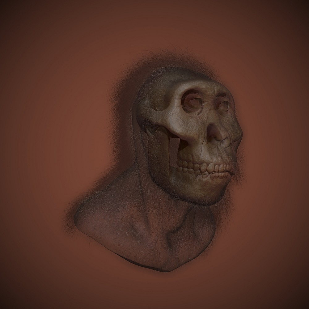 Paranthropus LARGE2 DARK xray2