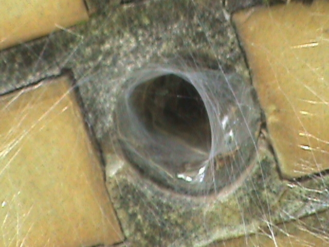 spiderHole1.jpg