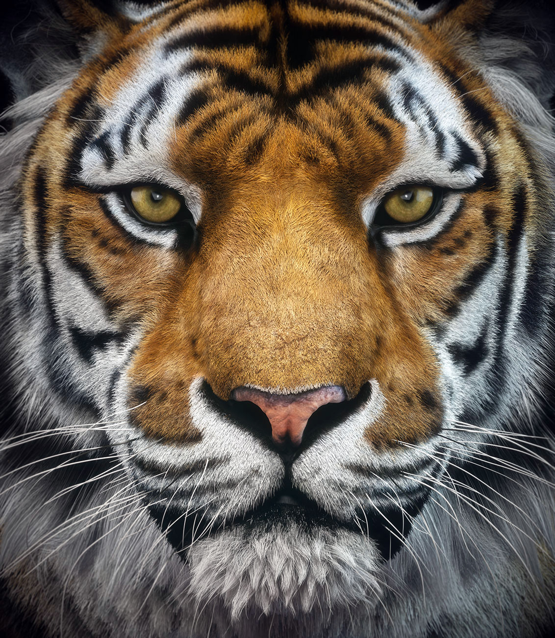 Amur-Tiger-Portrait Octane