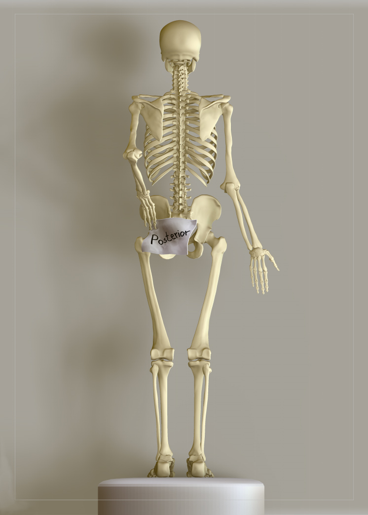 Skelly_posterior2.jpg