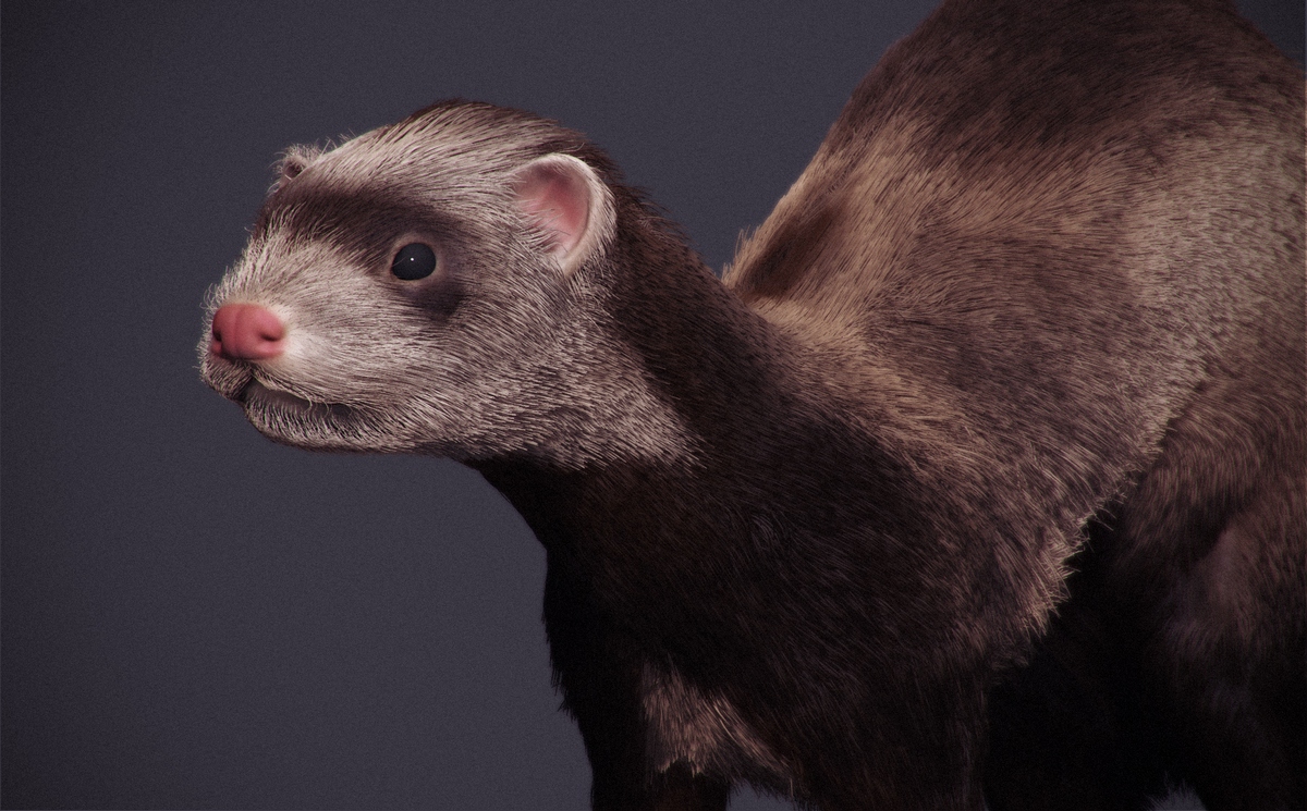 FerretWIP2.jpg