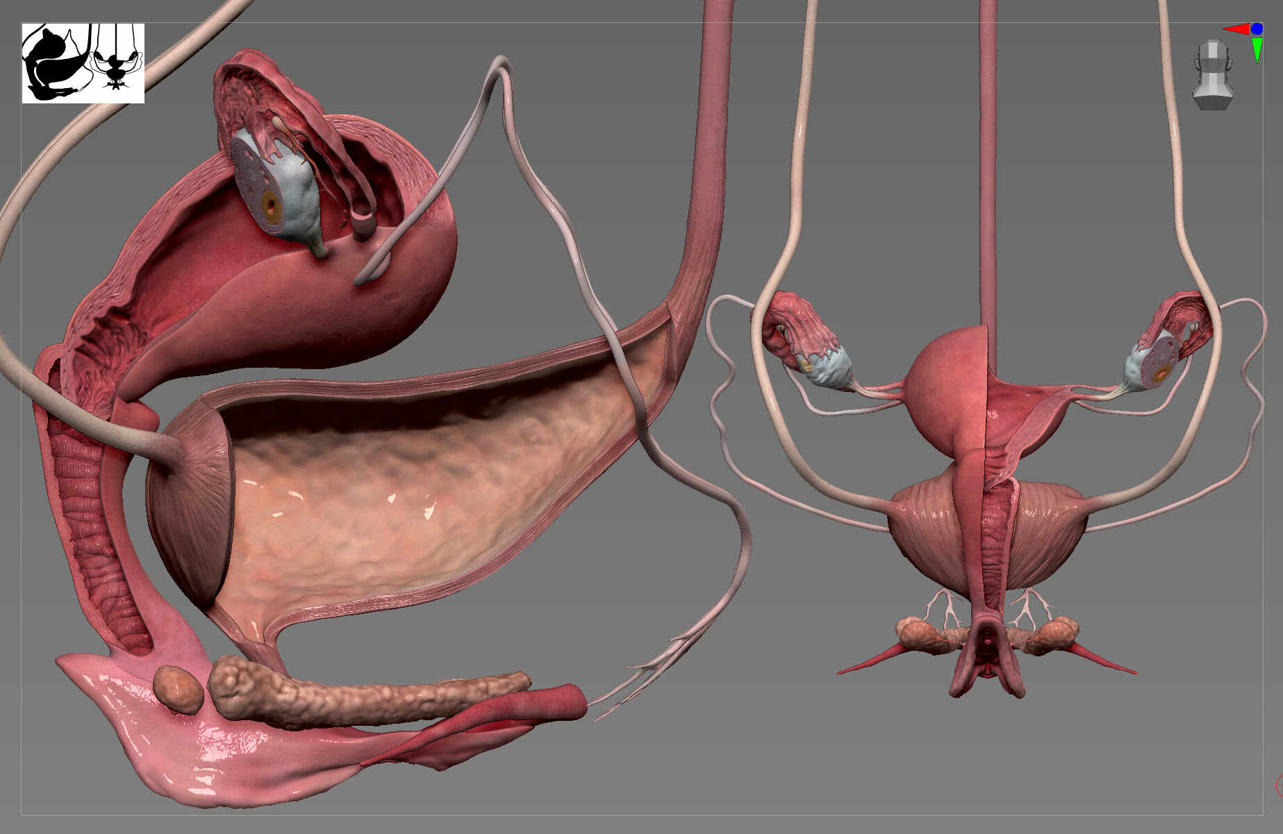 Female Reproductive Organs - ZBrushCentral, image size:1847x1202