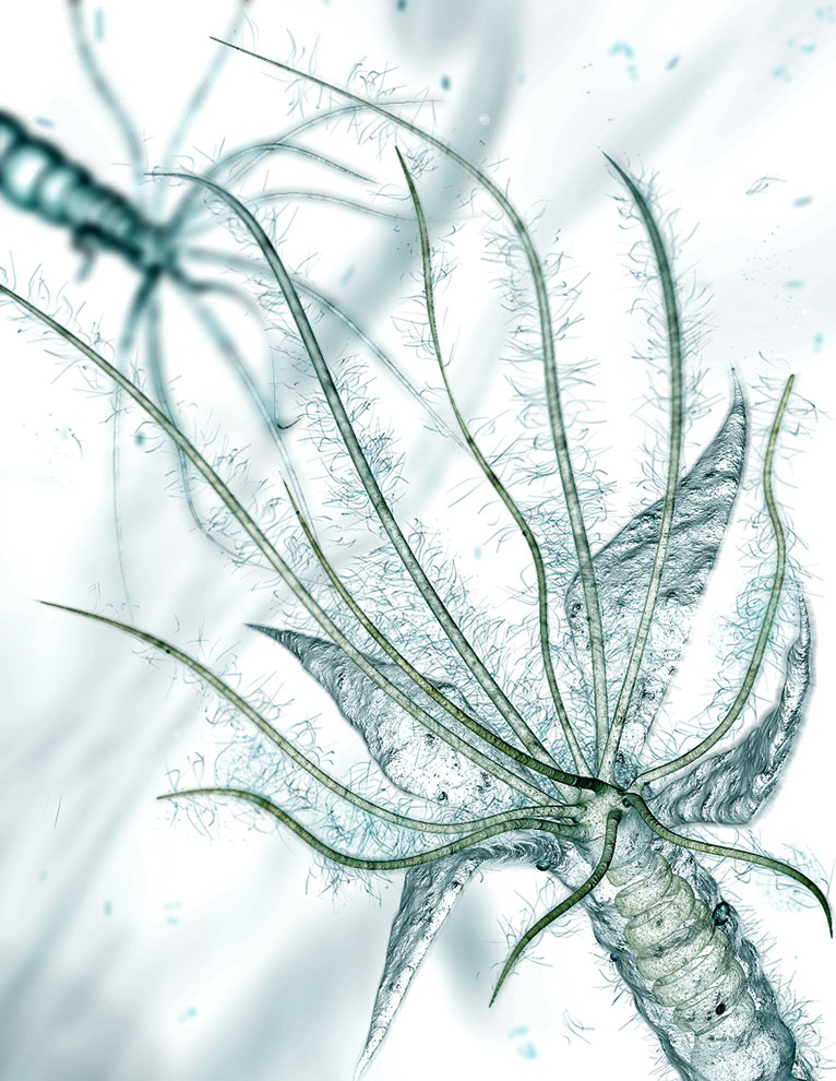 zMicroscope_013a.jpg