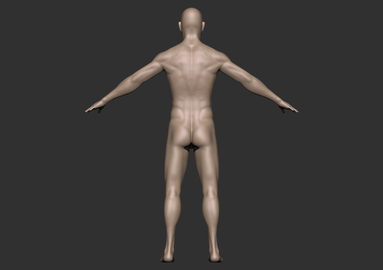male anatomy_back.jpg