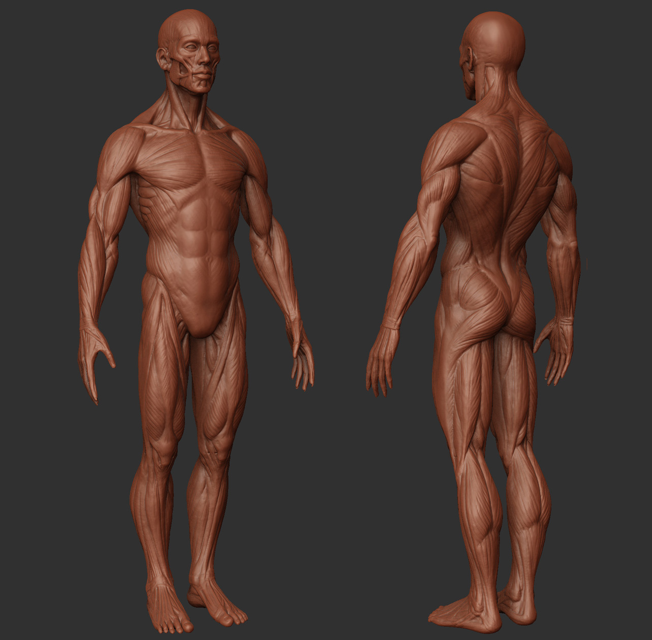 HumanAnatomy02.jpg