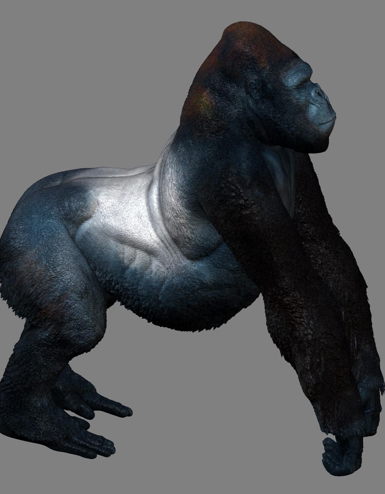 gorilla_07.jpg
