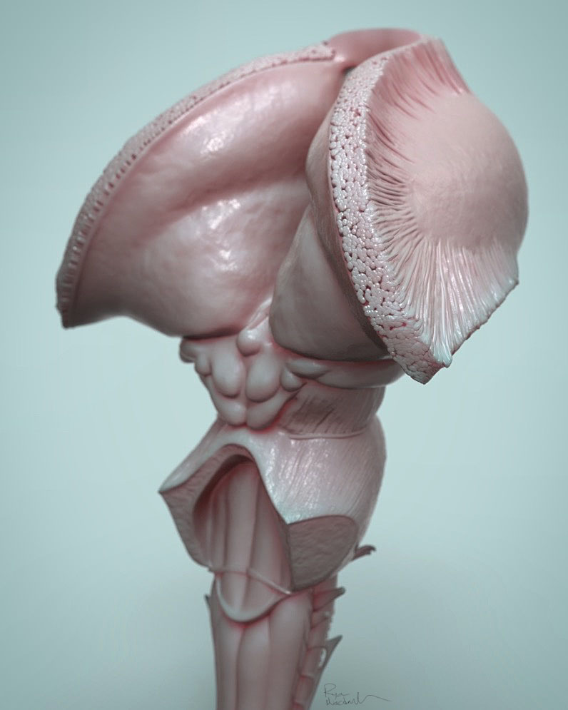 brainstem.jpg
