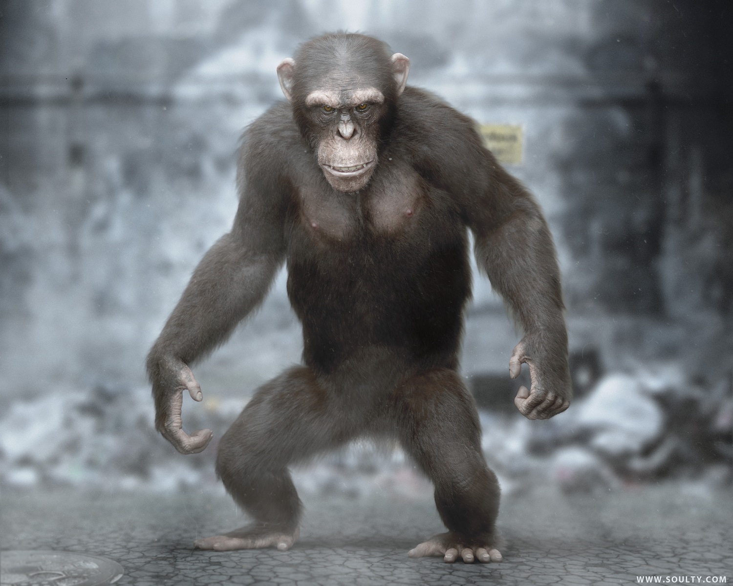 chimp5.jpg