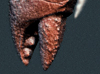 claw.jpg