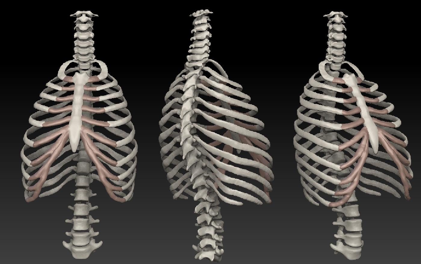 zbrush building ribs