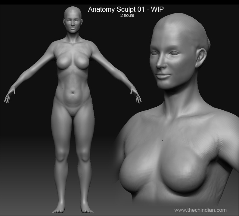 female_anatomy_01.jpg
