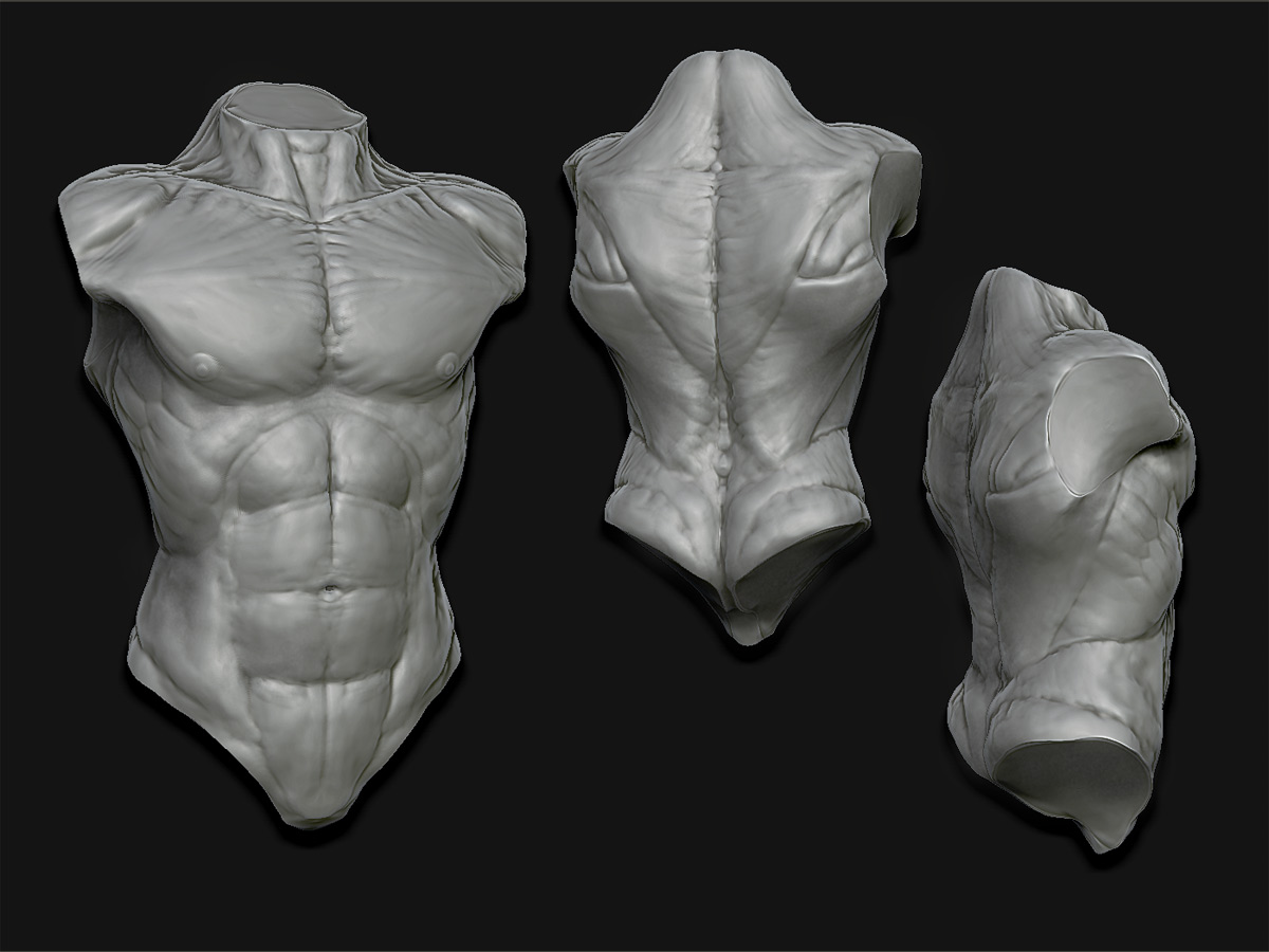 anatomy_torso.jpg