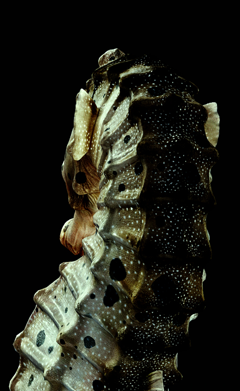 [Rander]-Big-velly-Sea-horse2.jpg