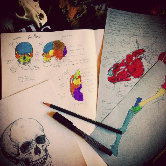 anatomy_notebook_Sabella_5.jpg