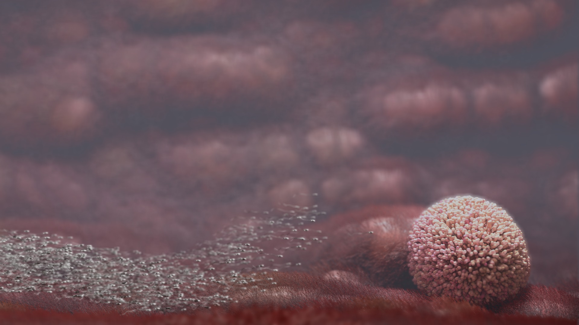 Wave of sperm approaches egg.jpg