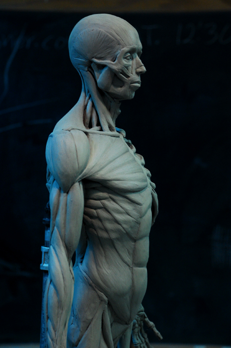 ecorche.jpg