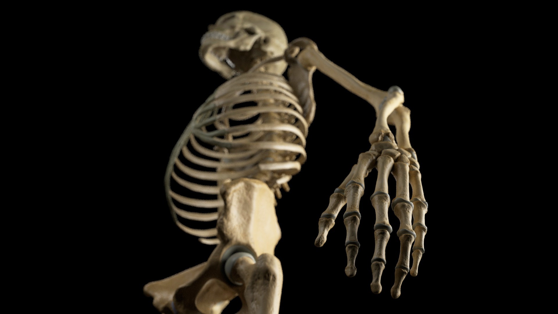 skeleton_3_edit.jpg