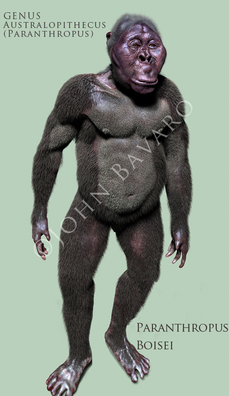 Boisei Standing text.jpg