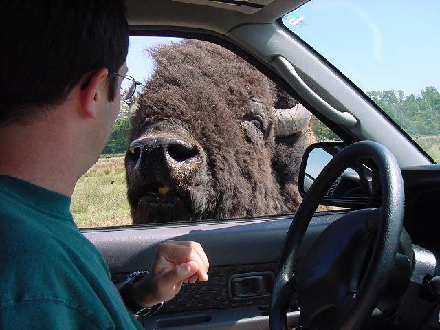 geoff_timidly_feeding_buffalo.jpg