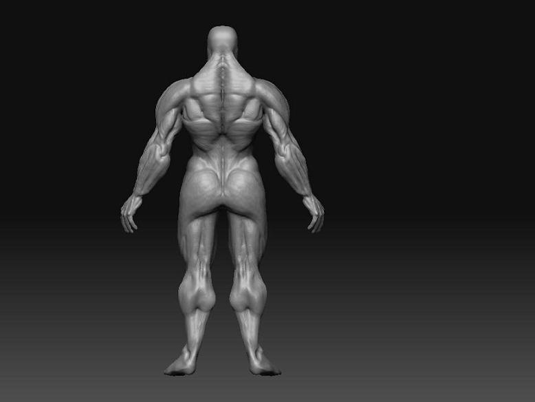 MaleBack.jpg