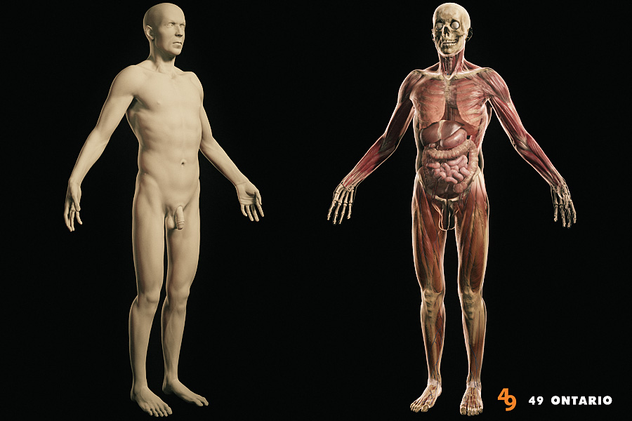 AnatomyModel_02.jpg
