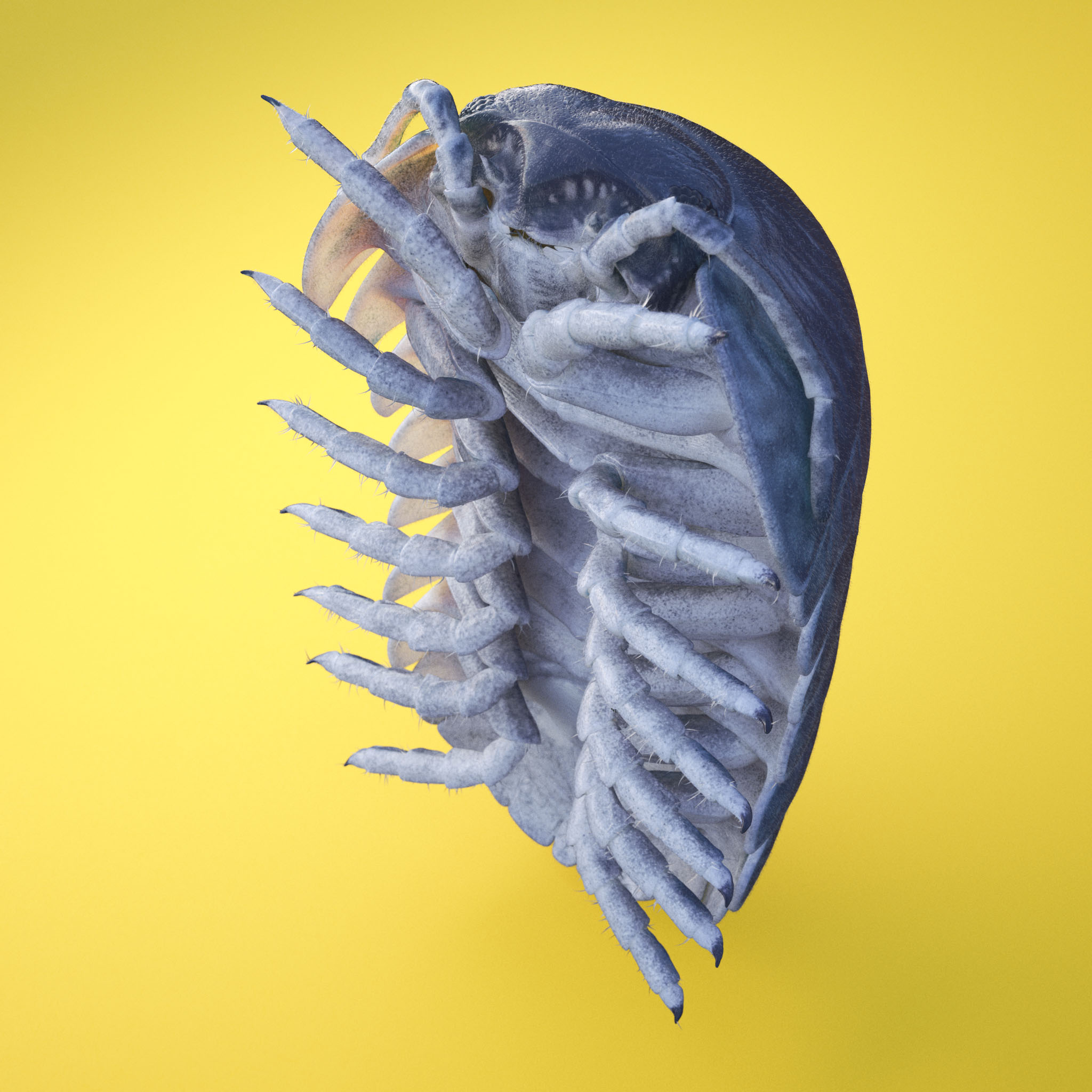 RollyPolly_DetailTest19